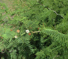 Слика од Vachellia arenaria (Schinz) Kyal. & Boatwr.