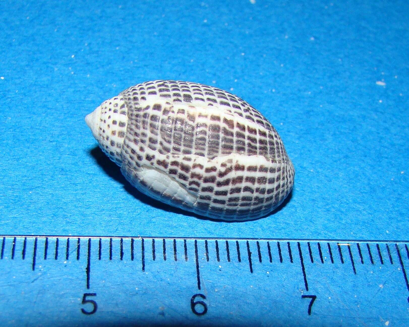 Image of solid pupa