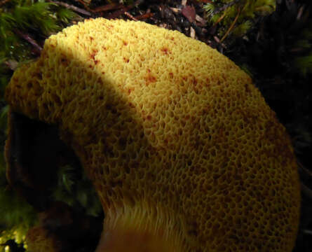 Image of Boletus rawlingsii McNabb 1968