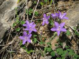 Image of Campanula arvatica subsp. adsurgens (Leresche & Levier) Damboldt