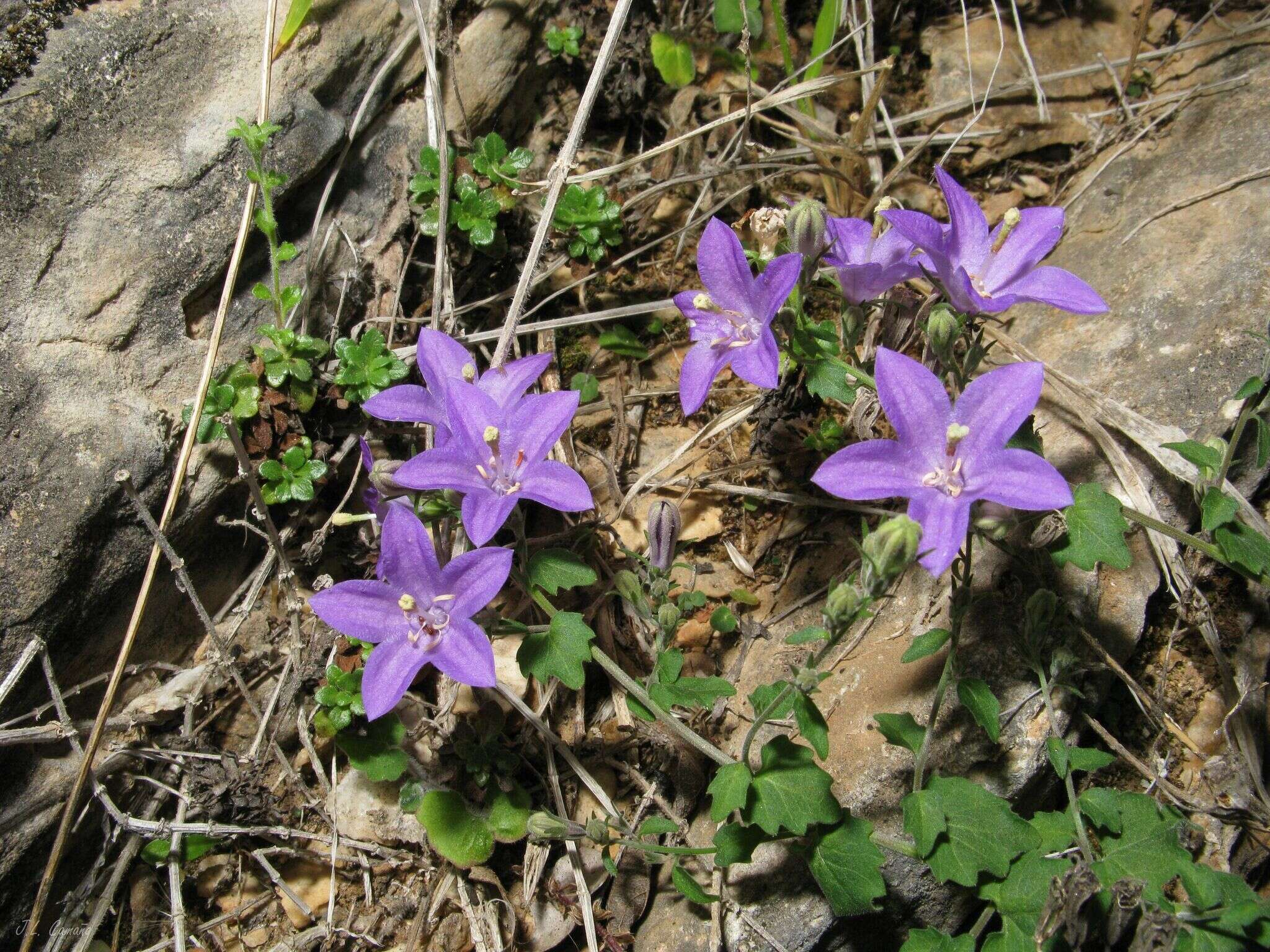 Image of Campanula arvatica subsp. adsurgens (Leresche & Levier) Damboldt