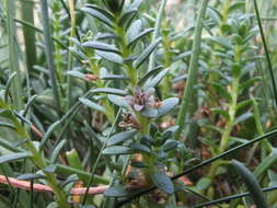 Image of black saltwort