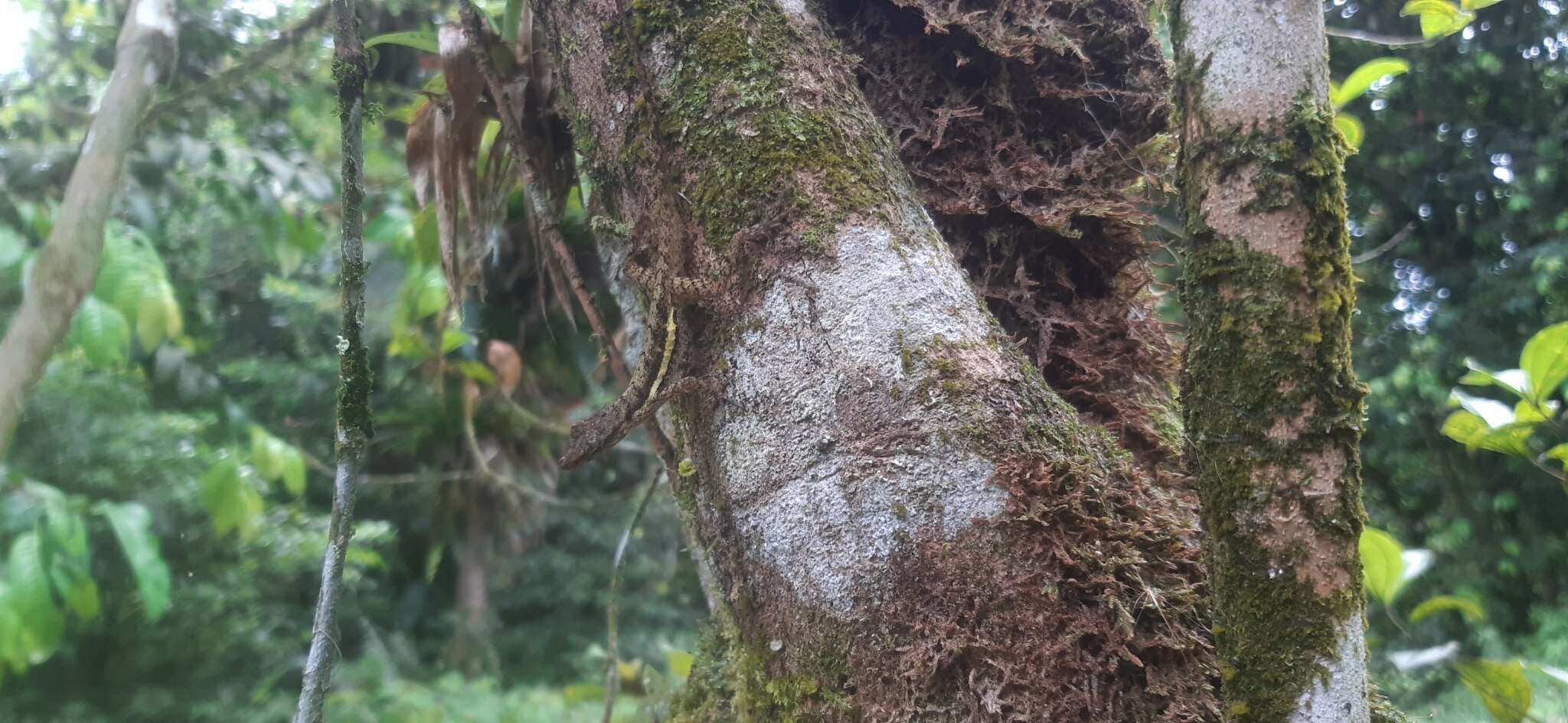 Image of Townsend's Anole