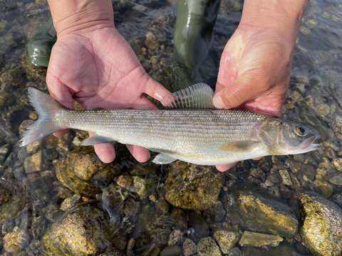 Image of Mongolian grayling