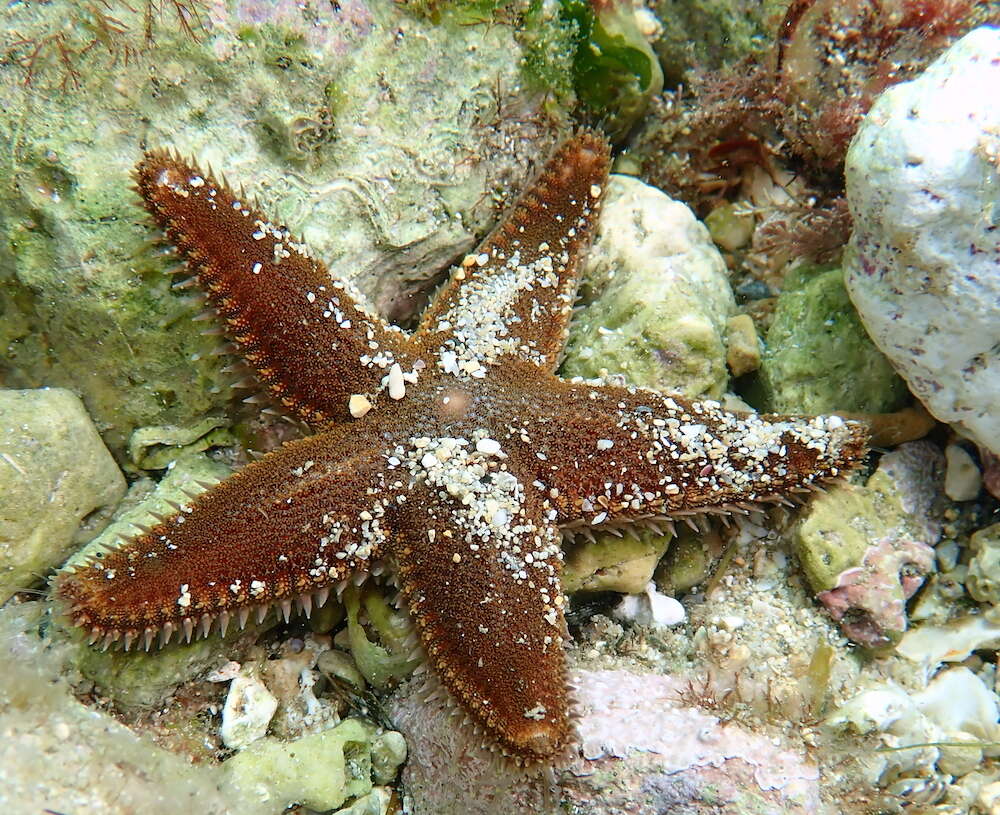 Image of Astropecten spinulosus (Philippi 1837)