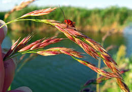 Image of Lolium arundinaceum (Schreb.) Darbysh.