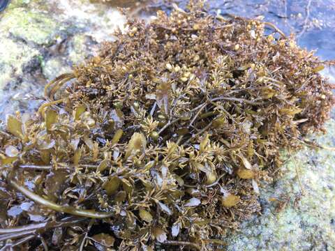 Image of Sargassum ilicifolium