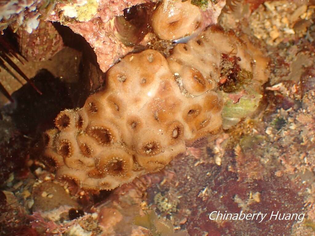 Imagem de Palythoa tuberculosa (Esper 1805)