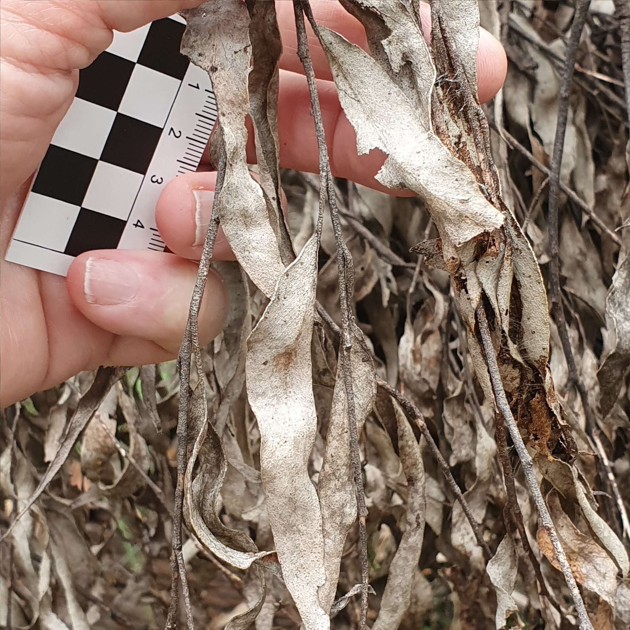 Image of Eucalyptus blaxlandii Maiden & Cambage