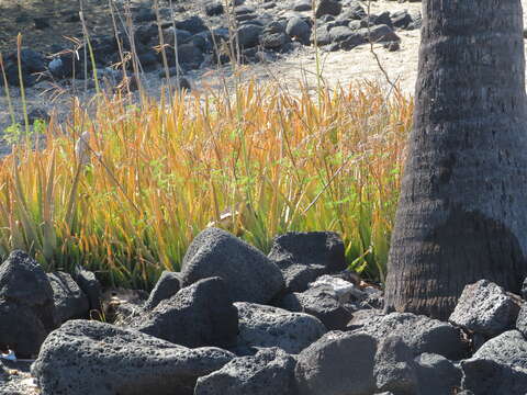 Image of Aloe vera (L.) Burm. fil.