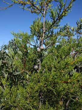 Plancia ëd Cupressus guadalupensis S. Watson