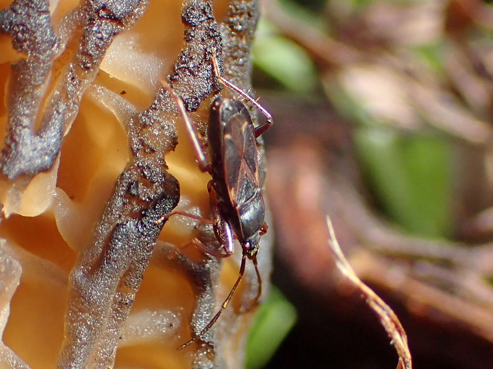 صورة Eremocoris semicinctus Van Duzee & E. P. 1921