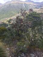 Image of mountain neinei