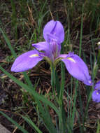 Image of giant blue iris