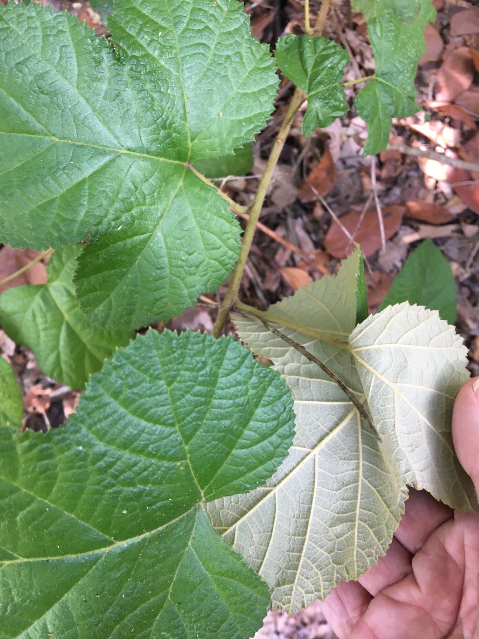 Plancia ëd Rubus moluccanus L.