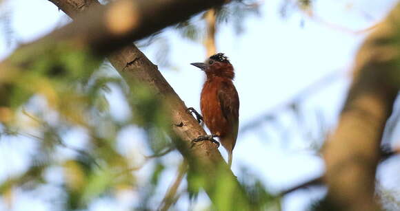 Image of Chestnut Piculet