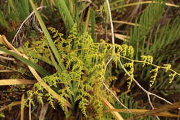 Sivun Jamesonia flexuosa (Humb. & Bonpl.) Christenh. kuva