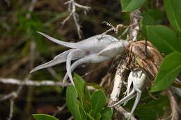 Imagem de Tillandsia paucifolia Baker