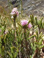 Image of Lachnaea montana Beyers
