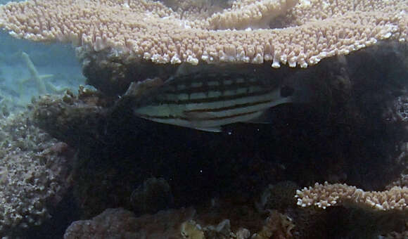 Image of Checkered Seaperch