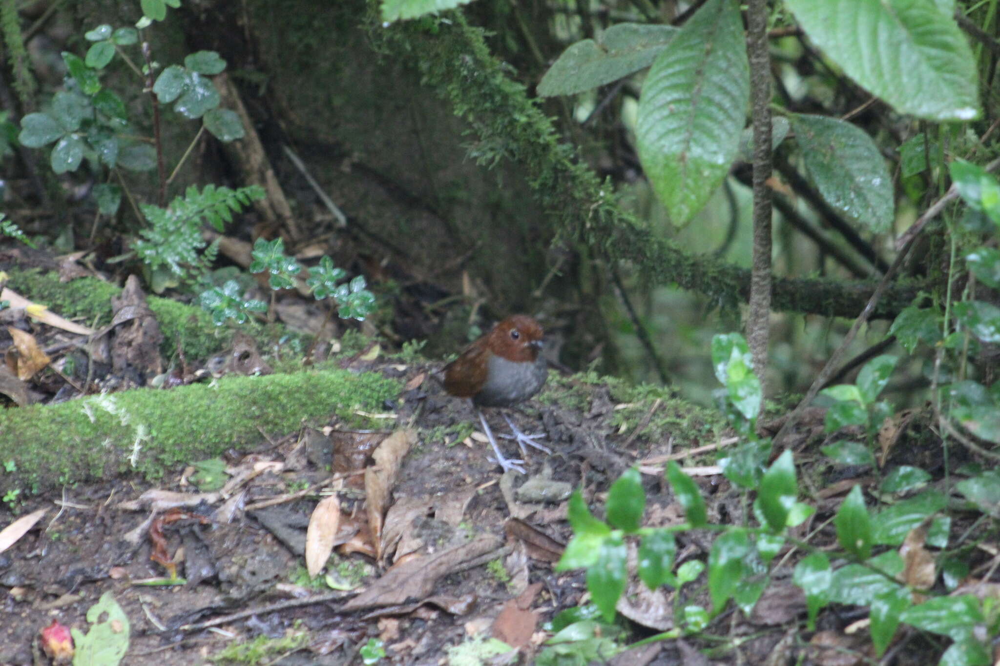 Image of Bicolored Antpitta