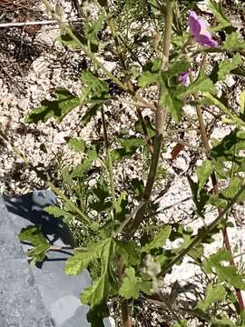 Image of thicket globemallow