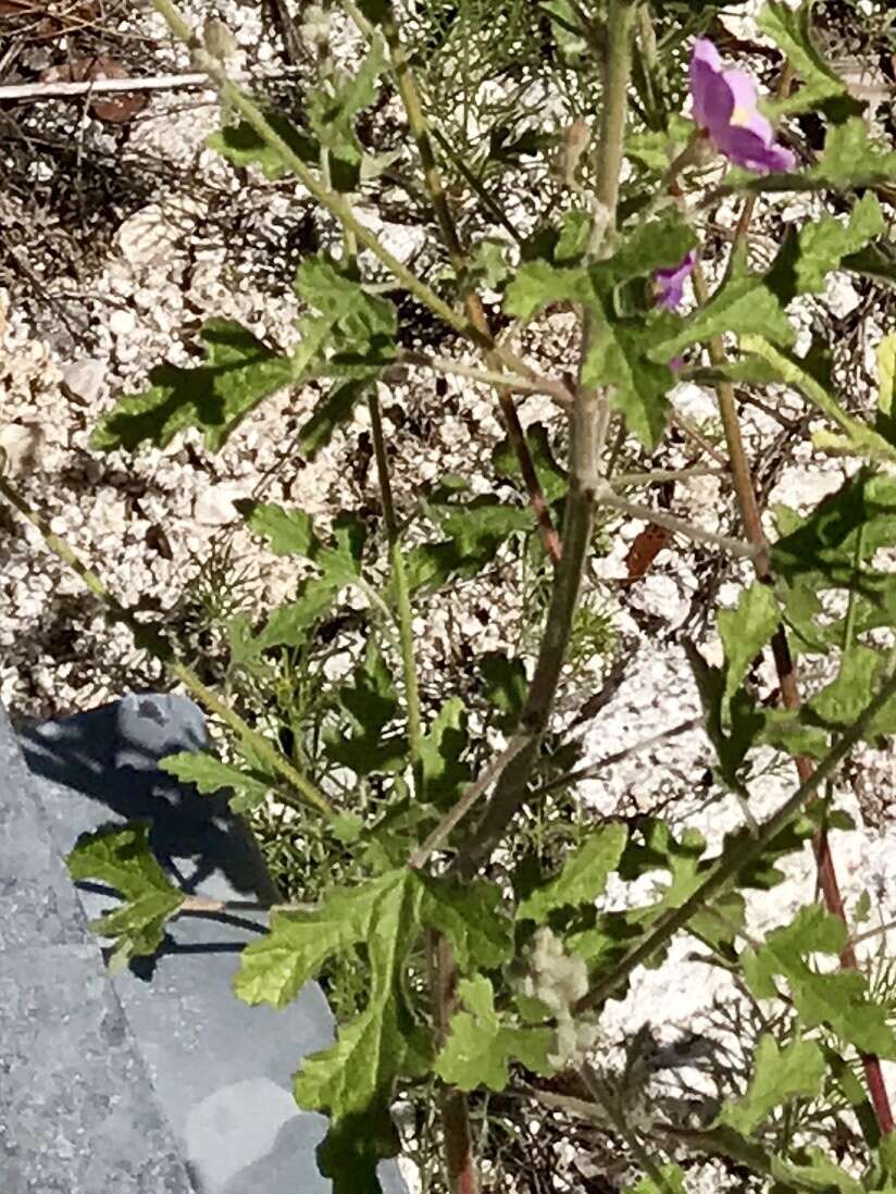 Image of thicket globemallow