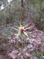 Image of Funnel-web spider orchid