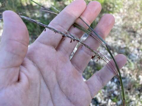 Image of Andropogon miamiensis