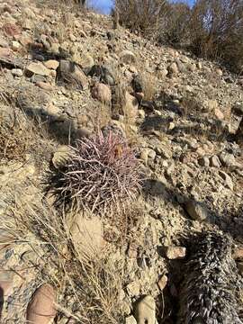 Image of Ferocactus gracilis subsp. gracilis