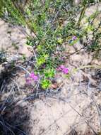 Imagem de <i>Indigofera <i>angustifolia</i></i> var. angustifolia