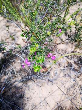 Imagem de <i>Indigofera <i>angustifolia</i></i> var. angustifolia