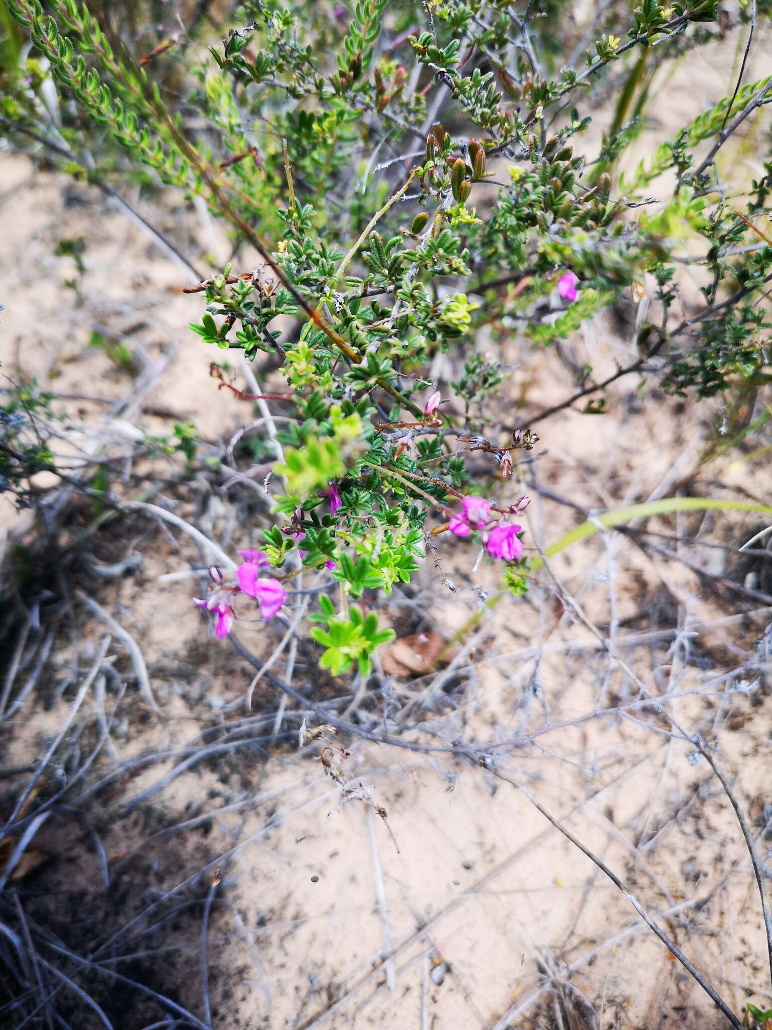 Imagem de <i>Indigofera <i>angustifolia</i></i> var. angustifolia