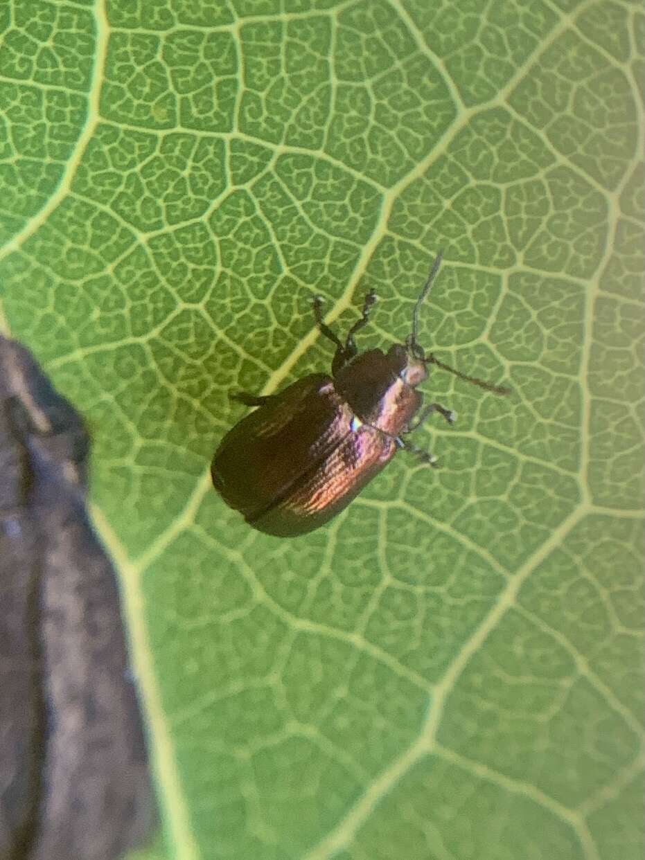 Image of Phratora (Phratora) purpurea Brown 1951