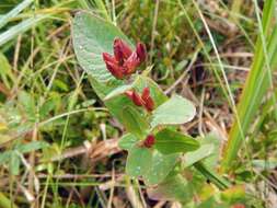 Image of Fraser's St. John's-Wort