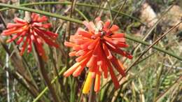 Kniphofia uvaria (L.) Oken resmi