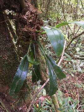 Imagem de Polystachya cultriformis (Thouars) Lindl. ex Spreng.