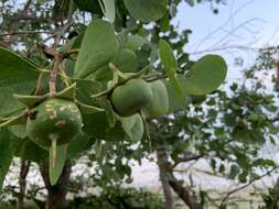 Image of Mangrove apple