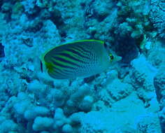 Image of Dot and dash Butterflyfish