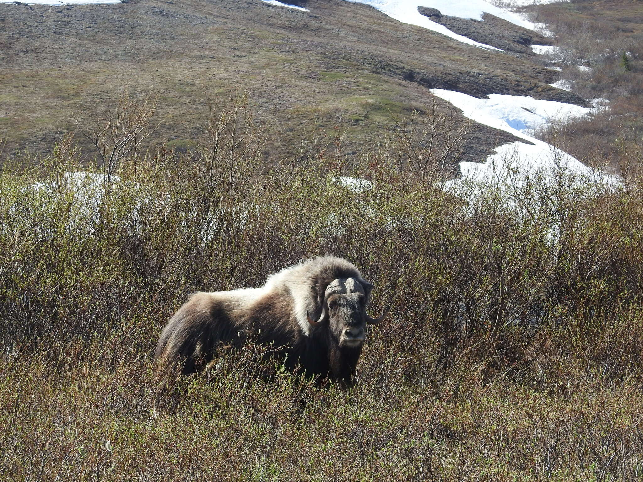 Image of muskox