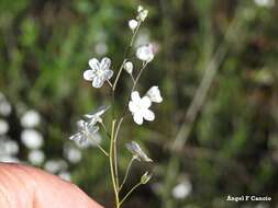 Слика од Iberodes linifolia (L.) Serrano, R. Carbajal & S. Ortiz