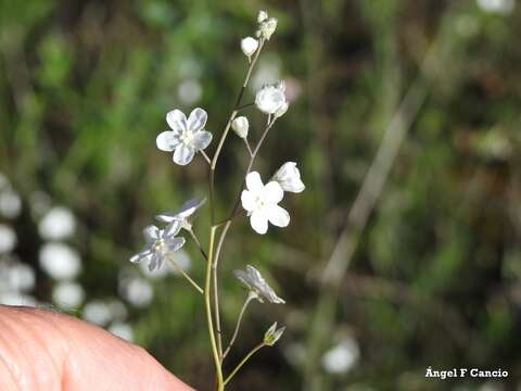 Image of whiteflower navelwort