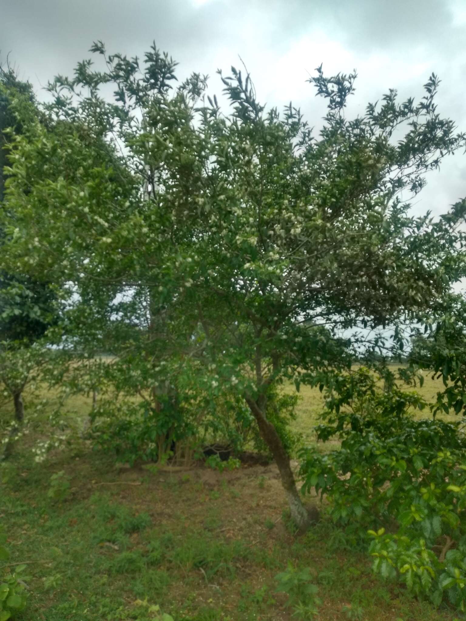 Imagem de Solanum pseudoquina A. St.-Hil.