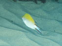 Image of Norfolk Chromis