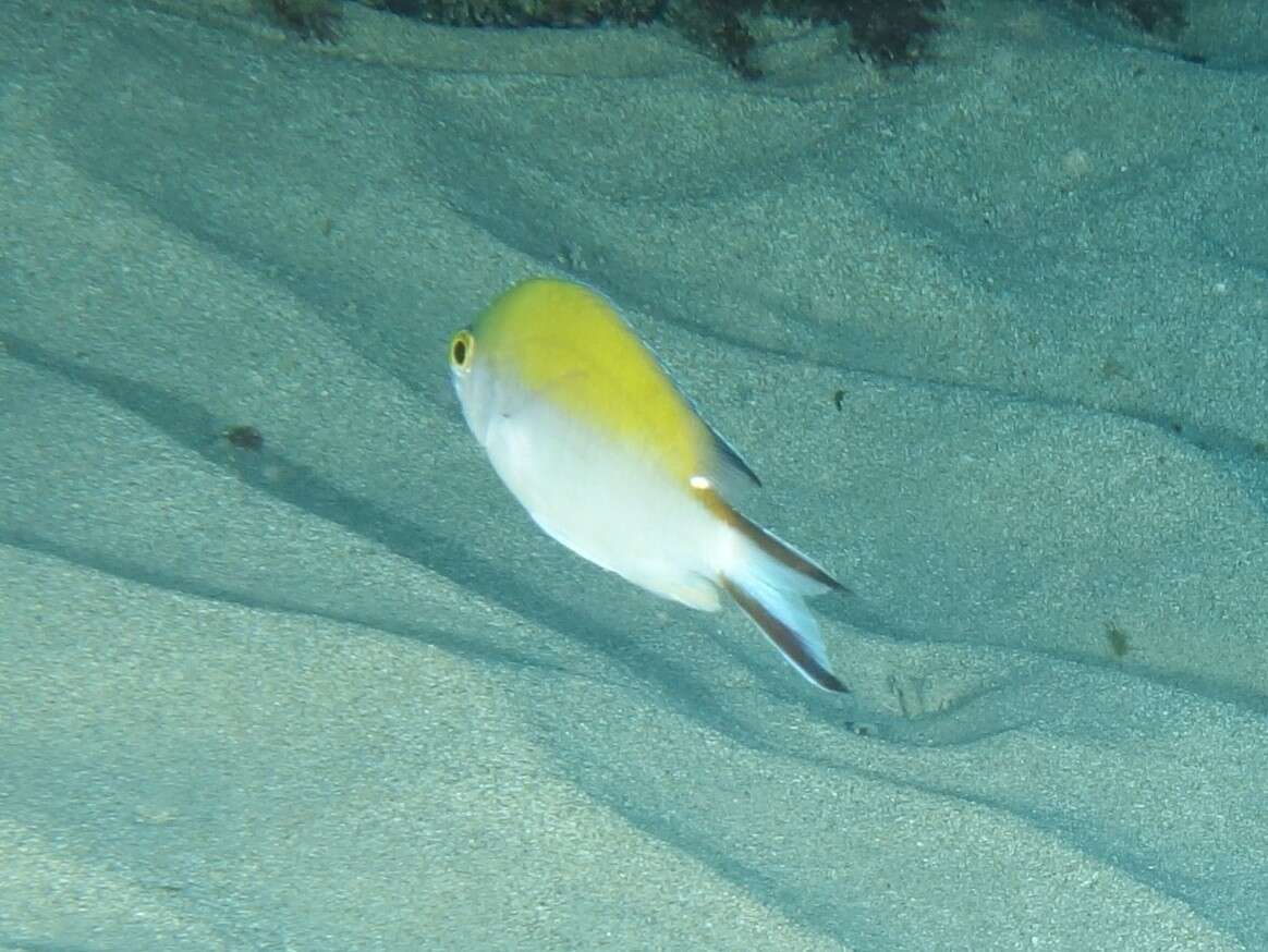 Image de Chromis norfolkensis Allen G. R. & Allen M 2021