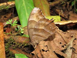 Image of <i>Pseudodebis puritana</i>