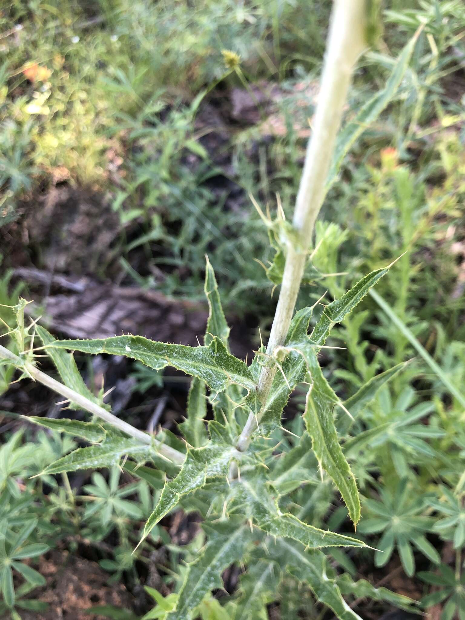 Imagem de Cirsium grahamii A. Gray