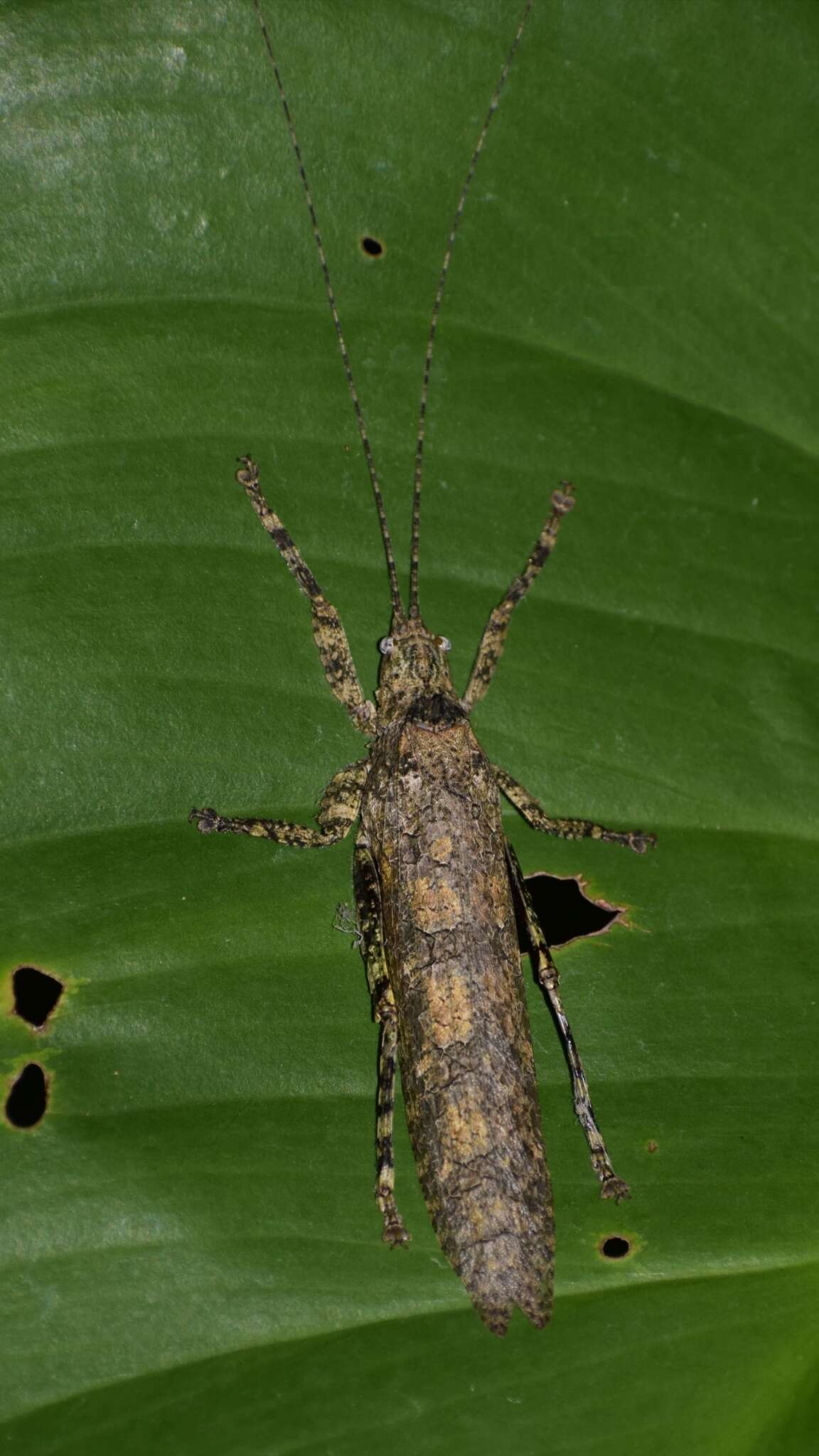 Image of Sathrophyllia rugosa (Linnaeus 1758)