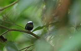 Image of Blue-rumped Manakin