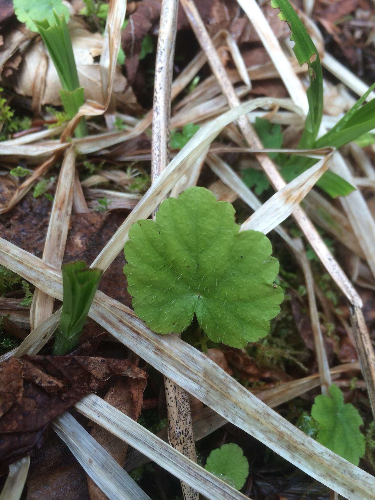 Image of naked miterwort